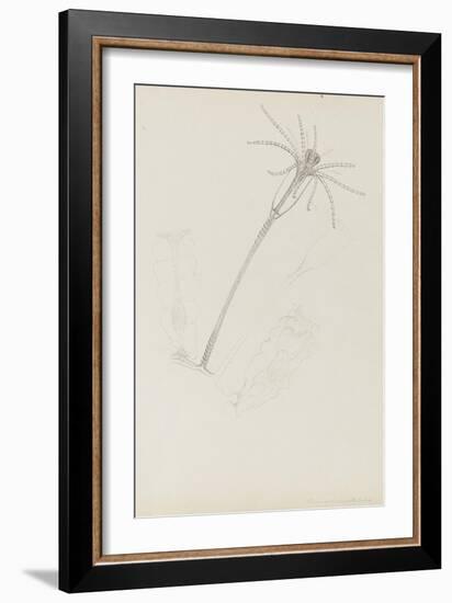 Campanularia Volubilis: Hydrozoan-Philip Henry Gosse-Framed Premium Giclee Print