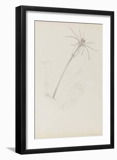 Campanularia Volubilis: Hydrozoan-Philip Henry Gosse-Framed Premium Giclee Print