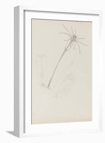 Campanularia Volubilis: Hydrozoan-Philip Henry Gosse-Framed Premium Giclee Print
