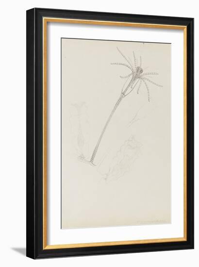 Campanularia Volubilis: Hydrozoan-Philip Henry Gosse-Framed Premium Giclee Print