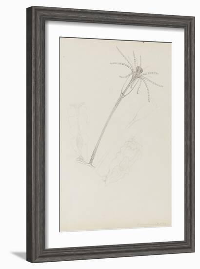 Campanularia Volubilis: Hydrozoan-Philip Henry Gosse-Framed Giclee Print