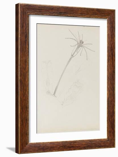 Campanularia Volubilis: Hydrozoan-Philip Henry Gosse-Framed Giclee Print