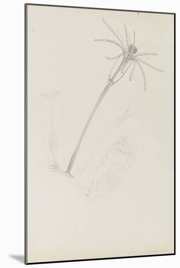 Campanularia Volubilis: Hydrozoan-Philip Henry Gosse-Mounted Giclee Print