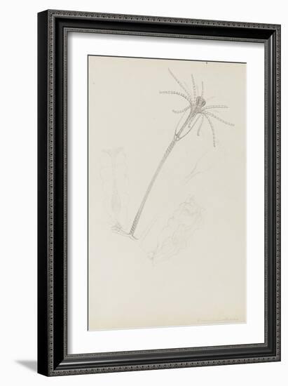 Campanularia Volubilis: Hydrozoan-Philip Henry Gosse-Framed Giclee Print