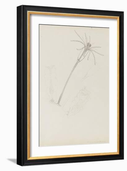 Campanularia Volubilis: Hydrozoan-Philip Henry Gosse-Framed Giclee Print