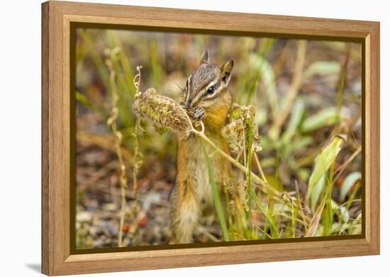 Campground Critter. Least Chipmunk Foraging on Naturals on Flagg Ranch Road Wyoming-Michael Qualls-Framed Premier Image Canvas