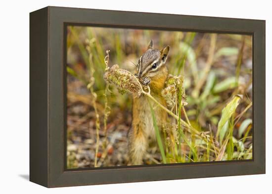 Campground Critter. Least Chipmunk Foraging on Naturals on Flagg Ranch Road Wyoming-Michael Qualls-Framed Premier Image Canvas