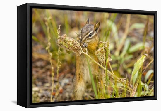 Campground Critter. Least Chipmunk Foraging on Naturals on Flagg Ranch Road Wyoming-Michael Qualls-Framed Premier Image Canvas