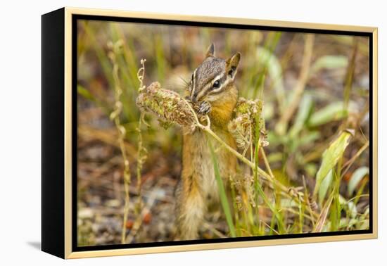 Campground Critter. Least Chipmunk Foraging on Naturals on Flagg Ranch Road Wyoming-Michael Qualls-Framed Premier Image Canvas