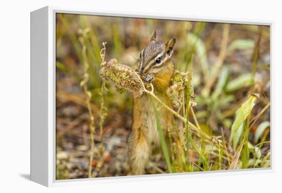 Campground Critter. Least Chipmunk Foraging on Naturals on Flagg Ranch Road Wyoming-Michael Qualls-Framed Premier Image Canvas