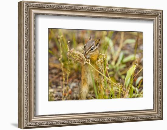 Campground Critter. Least Chipmunk Foraging on Naturals on Flagg Ranch Road Wyoming-Michael Qualls-Framed Photographic Print