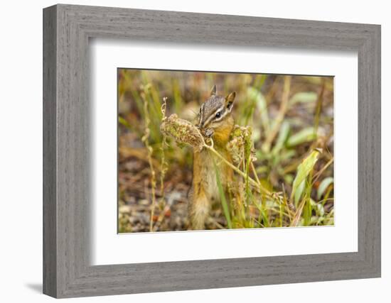 Campground Critter. Least Chipmunk Foraging on Naturals on Flagg Ranch Road Wyoming-Michael Qualls-Framed Photographic Print