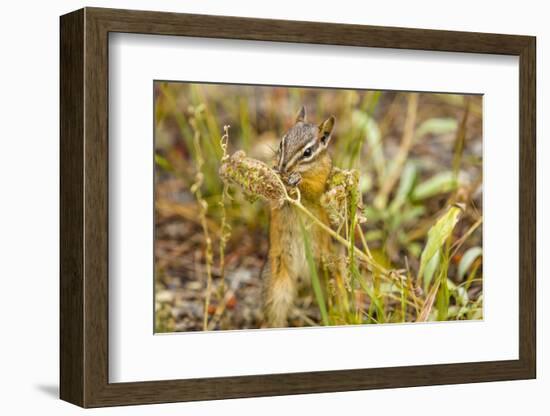 Campground Critter. Least Chipmunk Foraging on Naturals on Flagg Ranch Road Wyoming-Michael Qualls-Framed Photographic Print