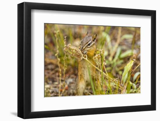 Campground Critter. Least Chipmunk Foraging on Naturals on Flagg Ranch Road Wyoming-Michael Qualls-Framed Photographic Print