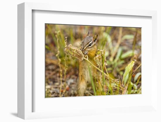 Campground Critter. Least Chipmunk Foraging on Naturals on Flagg Ranch Road Wyoming-Michael Qualls-Framed Photographic Print