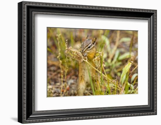Campground Critter. Least Chipmunk Foraging on Naturals on Flagg Ranch Road Wyoming-Michael Qualls-Framed Photographic Print