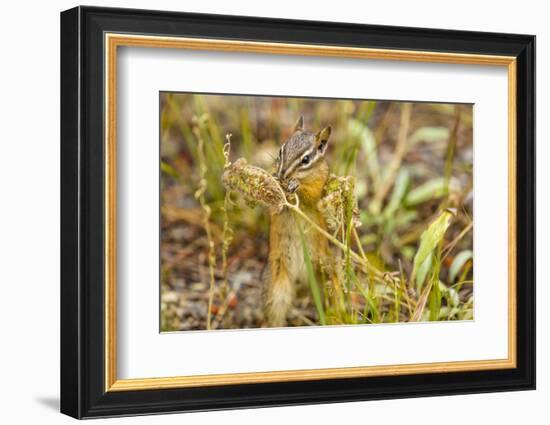 Campground Critter. Least Chipmunk Foraging on Naturals on Flagg Ranch Road Wyoming-Michael Qualls-Framed Photographic Print