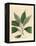 Camphor Tree, Laurus Camphora-James Sowerby-Framed Premier Image Canvas