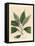 Camphor Tree, Laurus Camphora-James Sowerby-Framed Premier Image Canvas