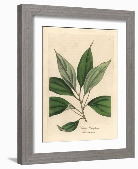 Camphor Tree, Laurus Camphora-James Sowerby-Framed Giclee Print