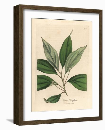 Camphor Tree, Laurus Camphora-James Sowerby-Framed Giclee Print