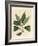 Camphor Tree, Laurus Camphora-James Sowerby-Framed Giclee Print