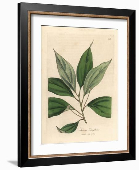 Camphor Tree, Laurus Camphora-James Sowerby-Framed Giclee Print