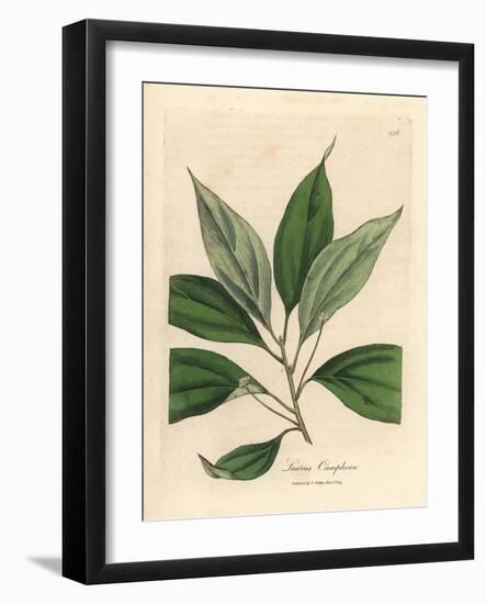 Camphor Tree, Laurus Camphora-James Sowerby-Framed Giclee Print