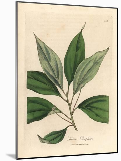 Camphor Tree, Laurus Camphora-James Sowerby-Mounted Giclee Print