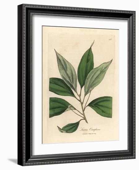 Camphor Tree, Laurus Camphora-James Sowerby-Framed Giclee Print