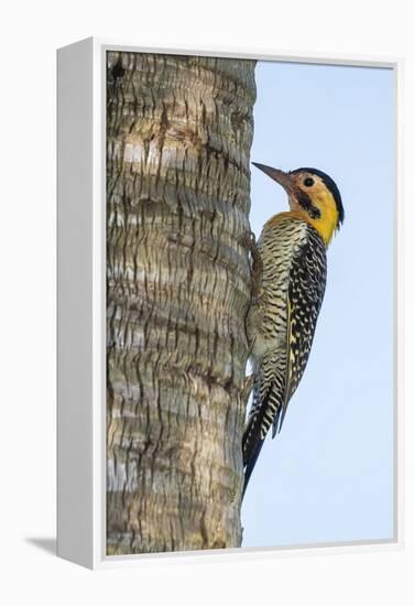 Campo Flicker (Colaptes Campestris), Within Iguazu Falls National Park, Misiones, Argentina-Michael Nolan-Framed Premier Image Canvas