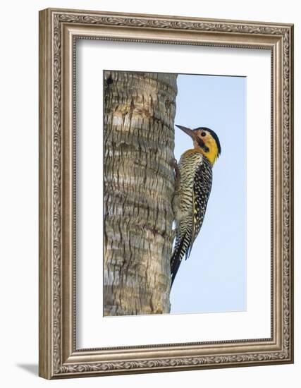 Campo Flicker (Colaptes Campestris), Within Iguazu Falls National Park, Misiones, Argentina-Michael Nolan-Framed Photographic Print