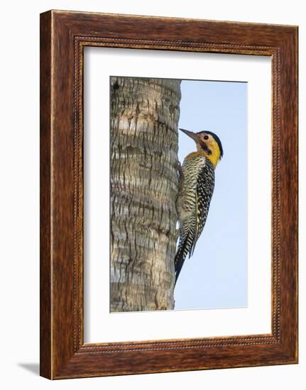 Campo Flicker (Colaptes Campestris), Within Iguazu Falls National Park, Misiones, Argentina-Michael Nolan-Framed Photographic Print