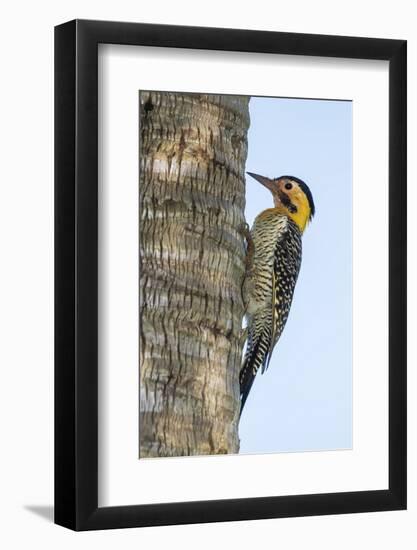 Campo Flicker (Colaptes Campestris), Within Iguazu Falls National Park, Misiones, Argentina-Michael Nolan-Framed Photographic Print