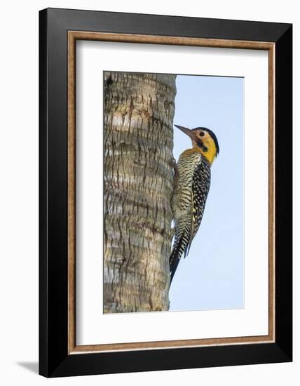 Campo Flicker (Colaptes Campestris), Within Iguazu Falls National Park, Misiones, Argentina-Michael Nolan-Framed Photographic Print