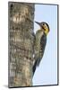 Campo Flicker (Colaptes Campestris), Within Iguazu Falls National Park, Misiones, Argentina-Michael Nolan-Mounted Photographic Print