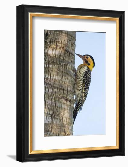 Campo Flicker (Colaptes Campestris), Within Iguazu Falls National Park, Misiones, Argentina-Michael Nolan-Framed Photographic Print