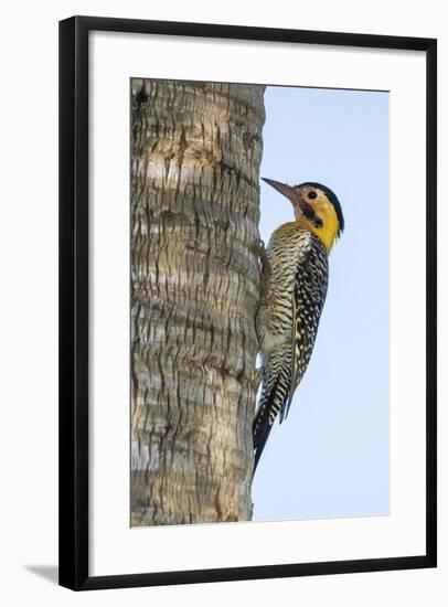 Campo Flicker (Colaptes Campestris), Within Iguazu Falls National Park, Misiones, Argentina-Michael Nolan-Framed Photographic Print