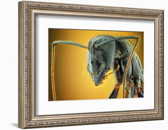 Camponotus Gigas-Shikhei Goh-Framed Photographic Print