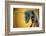 Camponotus Gigas-Shikhei Goh-Framed Photographic Print