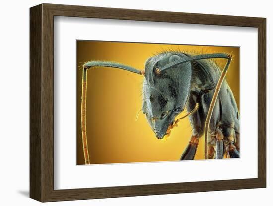 Camponotus Gigas-Shikhei Goh-Framed Photographic Print