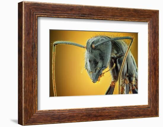Camponotus Gigas-Shikhei Goh-Framed Photographic Print