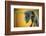 Camponotus Gigas-Shikhei Goh-Framed Photographic Print