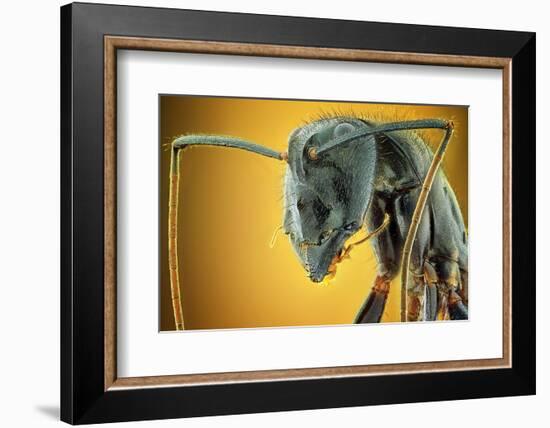 Camponotus Gigas-Shikhei Goh-Framed Photographic Print