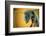 Camponotus Gigas-Shikhei Goh-Framed Photographic Print