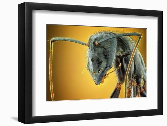 Camponotus Gigas-Shikhei Goh-Framed Photographic Print