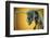 Camponotus Gigas-Shikhei Goh-Framed Photographic Print