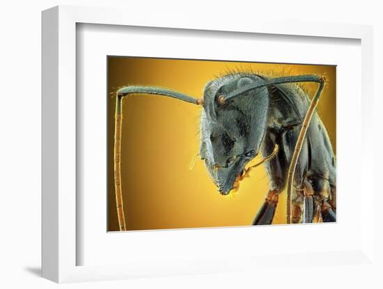 Camponotus Gigas-Shikhei Goh-Framed Photographic Print