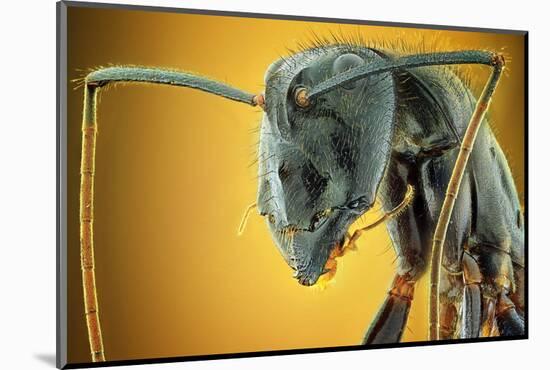 Camponotus Gigas-Shikhei Goh-Mounted Photographic Print