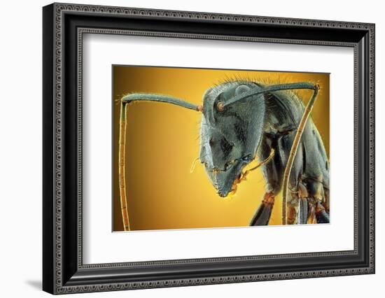 Camponotus Gigas-Shikhei Goh-Framed Photographic Print